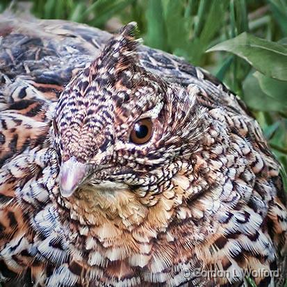 Ruffed Grouse Closeup_26751.jpg - Gray Morph Ruffed Grouse (Bonasa umbellus) photographed at Franktown, Ontario, Canada.